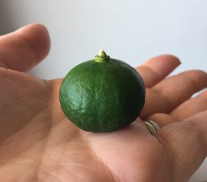 シークヮーサー