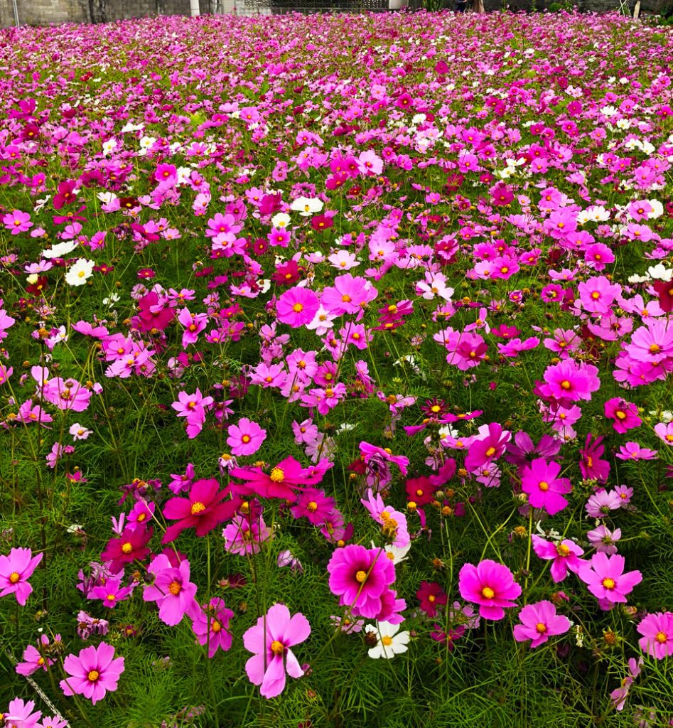 秋桜